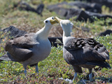 Waved Albatross (Phoebastria Irrorata)  Galapagos Islands  Ecuador