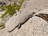 Chuckwalla Sunning (Sauromalus Ater)  Joshua Tree National Park  California  Mojave Desert  USA