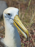 Waved Albatross (Phoebastria Irrorata)  Galapagos Islands  Ecuador