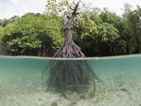 Split Image of a Large Mangrove and its Extensive Prop Root System  Risong Bay  Micronesia  Palau