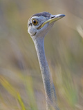 Black-Bellied Bustard  Eupodotis Melanogaster  Head  Moremi Wildlife Reserve  Botswana  Africa