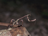 Praying Mantis  Ecuador
