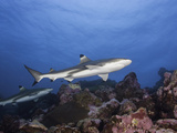 Blacktip Reef Sharks (Carcharhinus Melanopterus)  Yap  Micronesia