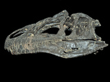 Allosaurus Dinosaur Skull from Big Horn County