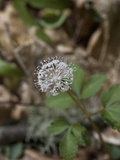 Dwarf Ginseng (Panax Trifolius)  Great Smoky Mountains National Park  Tennessee  Family Araliaceae