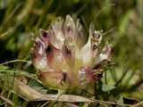 Bull Clover  Trifolium Fucatum  Bodega Head State Park  Sonoma County  California