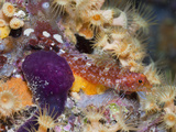 Male Triplefin (Tripterygion Delaisi)  Sponges (Spirastrella Cunctatrix)
