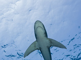 Oceanic Whitetip Shark  (Carcharhinus Longimanus) Brother Islands  Red Sea  Egypt