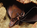 Cleaner Shrimp (Stenopus Hispidus) Cleaning a Yellow-Margined Moray Eel