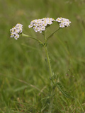 Yarrow (Achillea Millefolium)
