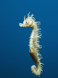 Common Seahorse (Hippocampus Ramulosus)  Tamariu  Costa Brava  Mediterranean Sea  Spain