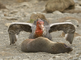 Southern Giant Petrel Eating Dead Ant Fur Seal   Macronectes Giganteus