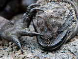 Marine Iguana (Amblyrhynchus Cristatus) Head and Foot  Galapagos Islands  Ecuador