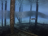 Great Barracuda (Sphyraena Barracuda) Can Reach as Much as Six Feet in Length