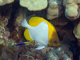 Pyramid Butterflyfish (Hemitaurichthys Polylepis) and an Endemic Hawaiian Cleaner Wrasse