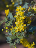 Fremont's Mahonia (Mahonia Fremontii)  Capitol Reef National Park  Utah  USA