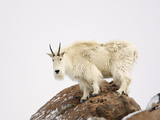 Mountain Goat (Oreamnos Americanus)  Rocky Mountains  North America