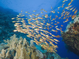 School of Sweeper Fish (Parapriacanthus) Daedalus Reef  Red Sea  Egypt