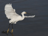 Snowy Egret Taking Off from Water