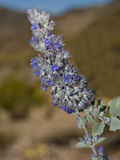 Desert Lavender (Hyptis Emoryi)  Joshua Tree National Park  California  Mojave Desert  USA