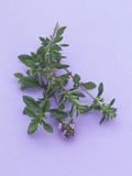 Thyme  a Popular Culinary Herb High in Vitamin K and Minerals