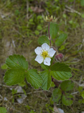 Pacific Beach Strawberry (Fragaria Chiloensis Pacifica)  Glacier Bay National Park  Alaska  USA