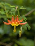 Western Columbine  Aquilegia Formosa  Van Damme State Park  Northern California  USA