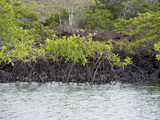 Red Mangrove (Rhizophora Mangle) Elizabeth Bay  Isabelisland  Albermarle Island