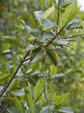 Red Mangrove (Rhizophora Mangle) Elizabeth Bay  Isabelisland  Albermarle Island  Galapagos