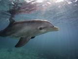 Atlantic Bottlenose Dolphin (Tursiops Truncatus)  Curacao  Netherland Antilles  Caribbean
