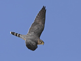 Merlin in Flight