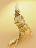 Ginseng Root (Panax Quinquefolius) Used in Oriental Alternative Medicine