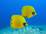 Masked Butterflyfish (Chaetodon Semilarvatus)  St Johns Reef  Rotes Meer  Egypt