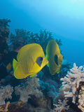 Masked Butterflyfish (Chaetodon Semilarvatus)  Marsa Alam  Red Sea  Egypt