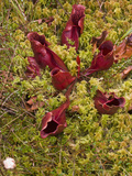 Northern or Purple Pitcher Plant (Sarracenia Purpurea Purpurea) Lake Superior State Forest