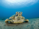 Green Sea Turtle (Chelonia Mydas)  Maui  Hawaii  USA