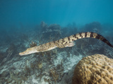 Saltwater Crocodile (Crocodylus Porosus)  Queensland  Australia