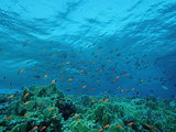 Harem Flag Basslet School Above Coral Reef (Pseudanthias Squamipinnis) Egypt  Sinai