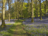 Bluebells on the Forest Floor Along a Path in Carstramon Wood  Dumfries and Galloway  Scotland  UK