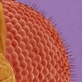 Fly Compound Eye  SEM