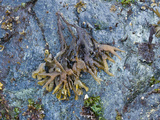 Rockweed (Fucus Gardneri)  Glacier Bay National Park  Alaska  USA