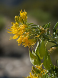 Bladderpod (Isomeris Arborea)  Joshua Tree National Park  California  Mojave Desert  USA