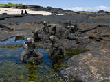 Galapagos Marine Iguana (Amblyrhynchus Cristatus)  Puerto Egas  Galapagos Islands  Ecuador