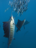 Atlantic Sailfish (Istiophorus Albicans) Hunting Sardines  Isla Mujeres  Yucatan Peninsula Sea