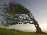 Hawthorn Tree Bent by Prevailing Winds