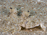 The Peacock Flounder (Bothus Mancus)
