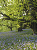 Meadow of Bluebell Flowers (Endymion Non-Scriptus) on the Forest Floor under Beech Trees