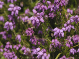 Bell Heather (Erica Cinerea)  Scotland  UK
