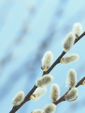 Pussy Willow Flowers (Salix)