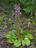 Liverleaf Wintergreen (Pyrola Asarifolia)  Glacier Bay National Park  Alaska  USA